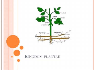 Kingdom plantae