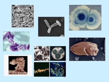 MIKROORGANIZMAI -  NAUDINGI AR 