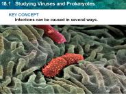 KEY CONCEPT Infections can be caused in several ways.