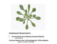 Arabidopsis Experiments: