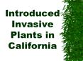 Introduced Invasive Plants in California PowerPoint PPT Presentation