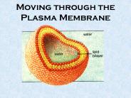 Moving through the Plasma Membrane