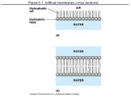 Figure 8.1 Artificial membranes (cross sections)