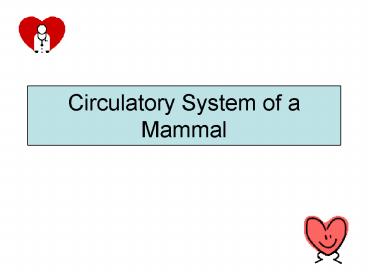 Circulatory System of a Mammal