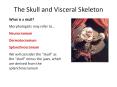 The Skull and Visceral Skeleton PowerPoint PPT Presentation