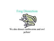 Frog Dissection