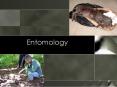 Entomology PowerPoint PPT Presentation