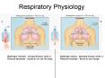 Respiratory Physiology PowerPoint PPT Presentation