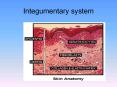 Integumentary system PowerPoint PPT Presentation