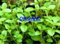 ORIGANO PowerPoint PPT Presentation