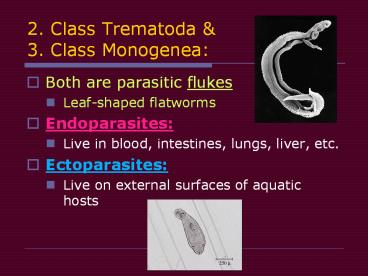 2. Class Trematoda
