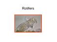 Rotifers PowerPoint PPT Presentation
