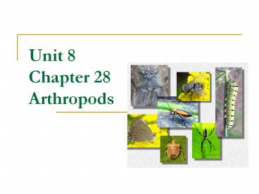 Unit 8 Chapter 28 Arthropods presentation | free to download