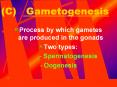 (C)  Gametogenesis PowerPoint PPT Presentation