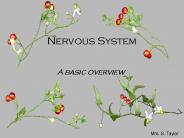 Nervous System