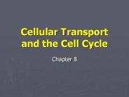 Cellular Transport and the Cell Cycle