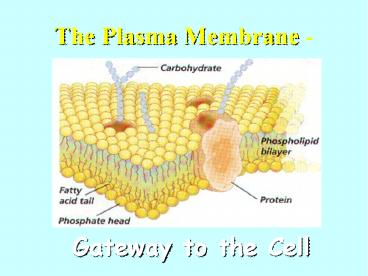 The Plasma Membrane -