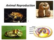 Animal Reproduction