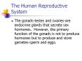 The Human Reproductive System PowerPoint PPT Presentation