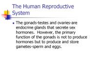The Human Reproductive System