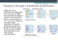 Transport through a membrane by Diffusion PowerPoint PPT Presentation