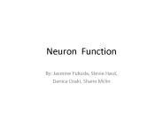 Neuron Function