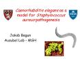 Caenorhabditis elegans as a model for Staphylococcus aureus pathogenesis PowerPoint PPT Presentation