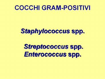 COCCHI GRAM-POSITIVI  Staphylococcus spp.  Streptococcus spp. Enterococcus spp.