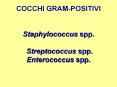 COCCHI GRAM-POSITIVI  Staphylococcus spp.  Streptococcus spp. Enterococcus spp. PowerPoint PPT Presentation