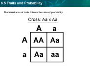 The inheritance of traits follows the rules of probability.