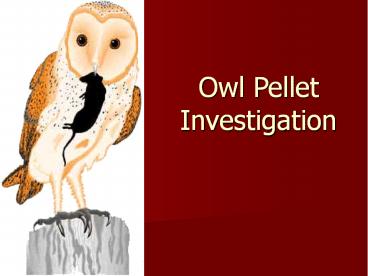Owl Pellet Investigation