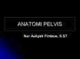 ANATOMI PELVIS PowerPoint PPT Presentation