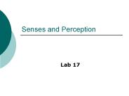Senses and Perception