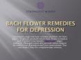 Bach Flower Remedies for Depression PowerPoint PPT Presentation