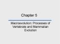 Macroevolution: Processes of Vertebrate and Mammalian Evolution PowerPoint PPT Presentation