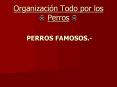 Organizaci PowerPoint PPT Presentation