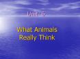 What Animals Really Think PowerPoint PPT Presentation