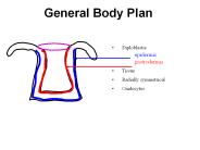 General Body Plan