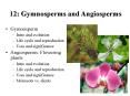 Gymnosperm PowerPoint PPT Presentation