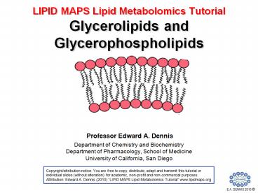 Glycerolipids%20and%20Glycerophospholipids