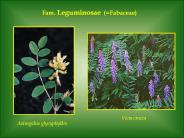 Fam.%20Leguminosae%20(=Fabaceae)