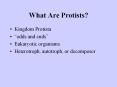 What Are Protists? PowerPoint PPT Presentation