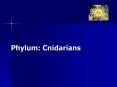 Phylum: Cnidarians PowerPoint PPT Presentation
