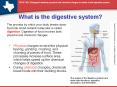 What is the digestive system? PowerPoint PPT Presentation