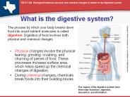 What is the digestive system?