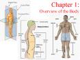 Overview of the Body PowerPoint PPT Presentation