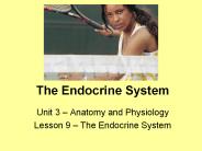 The%20Endocrine%20System