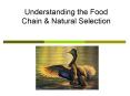 Understanding the Food Chain PowerPoint PPT Presentation