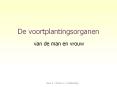 De voortplantingsorganen PowerPoint PPT Presentation