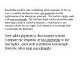 Recall that our first case of thinking about pigments in the eye was to consider rhodopsin alone (one pigment) and the implications of its absorption spectrum. We had two lights, each with one wavelength. The left hand light was fixed and the right hand PowerPoint PPT Presentation